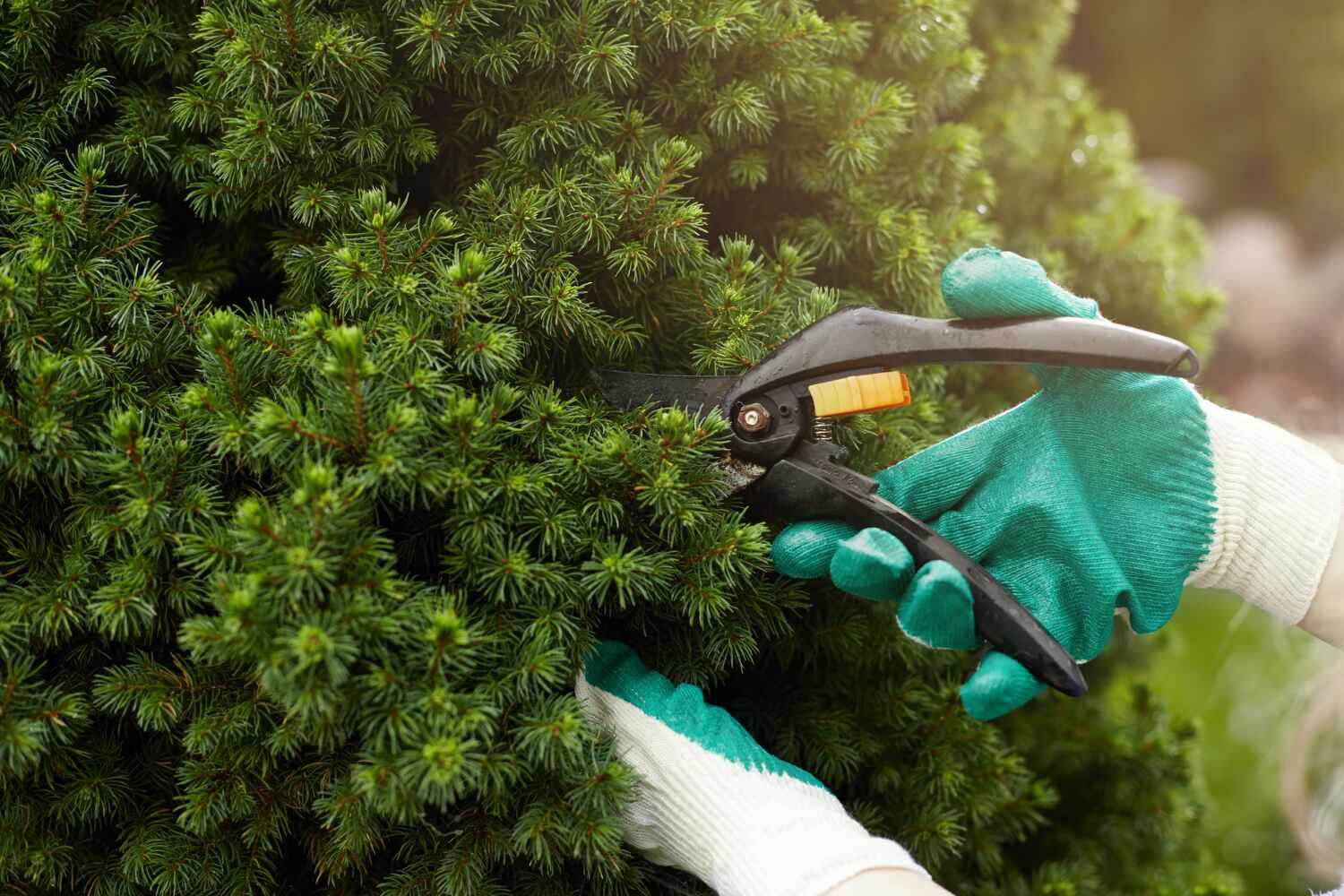 Professional Tree Service in San Felipe, TX